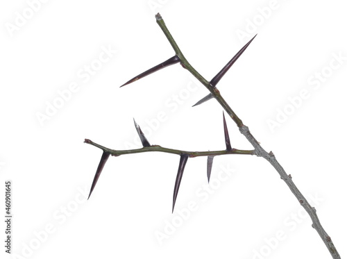 Acacia tree branch with thorns isolated on white background © dule964