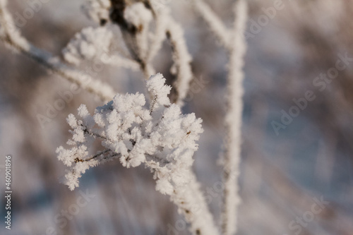 Dried plants in a winter park. The plants are covered with beautiful snow patterns. Shot close-up. © f2014vad