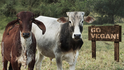 Go vegan image composed by an heifer and a calf standing and looking straight to the camera next to a wooden sign with a short message. Young gir and nelore cattle looking serious encouraging veganism photo