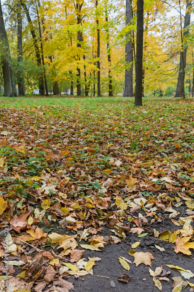 bright autumn maple leaves on a lawn in a suburban park near St. Petersburg, Russia