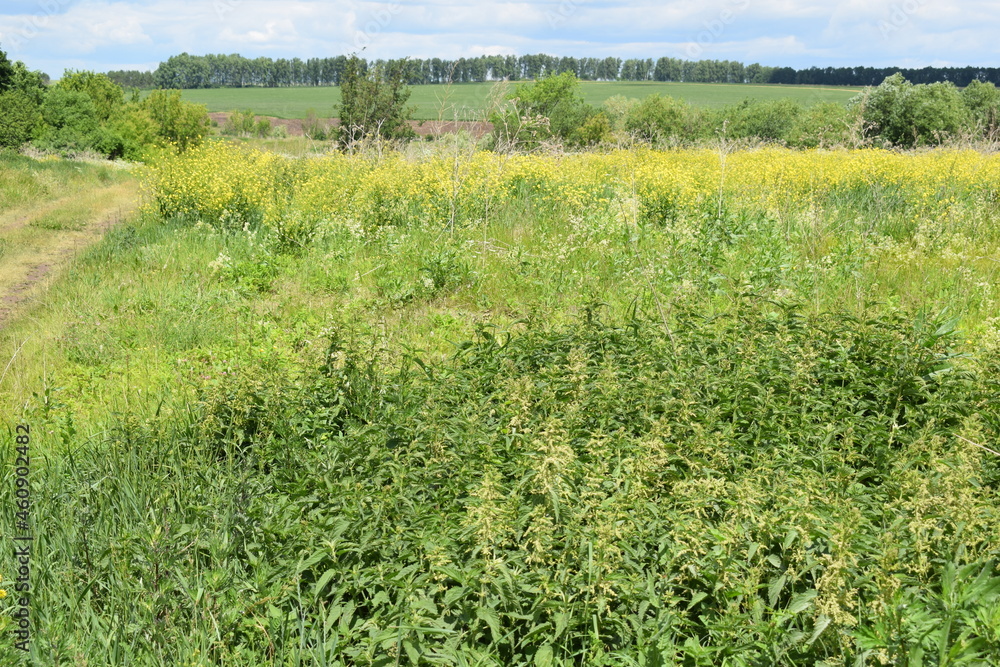 Obraz premium Summer. Sky. Road. Grass. Trees