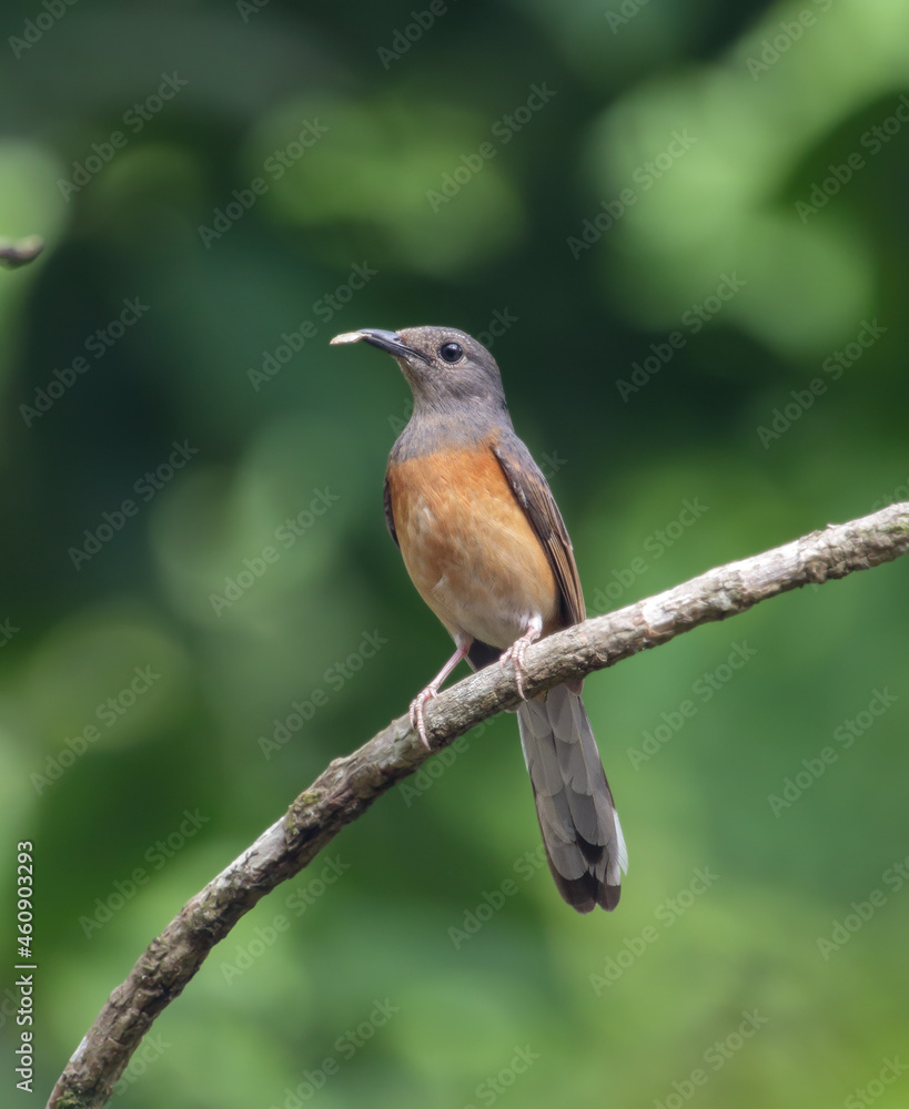 white-rumped shama female.white-rumped shama is a small passerine bird of the family Muscicapidae. white-rumped shama female.white-rumped shama is a small passerine bird of the family Muscicapidae.