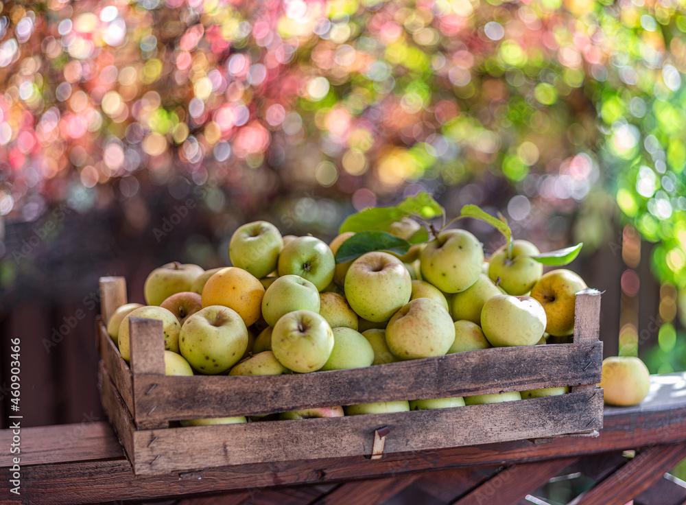Ripe apples in the wooden boxes. Colorful blurred autumn foliage at the background. Ripe apples in the wooden boxes. Colorful blurred autumn foliage at the background.