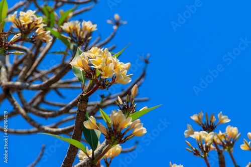 Beautiful blooming Plumeria tree, also known as Frangipani and Temple tree