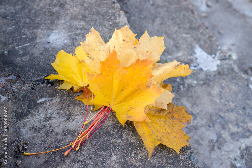Autumn yellow leaves on a blue sky background, leaves in hand, autumn landscape. Autumn yellow leaves on a blue sky background, leaves in hand, autumn landscape.