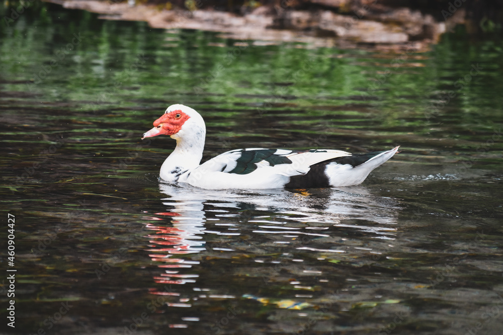 Fototapeta premium white duck swimming in the water