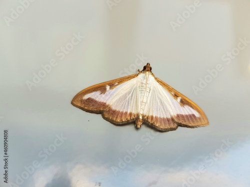 boxwood moth 