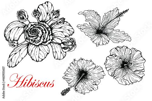 Hibiscus flower. Set with leaves and open flowers. Hand drawn. Black and white sketch. Isolated .white background. Engraving. For tattoos, packaging, food labels