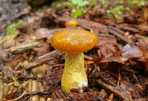 a closeup with a mushroom in the forest after the rain