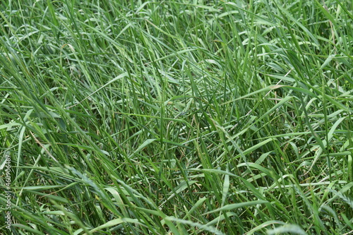 Texture. Grass