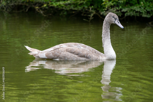 Juvenile mute swan cygnet