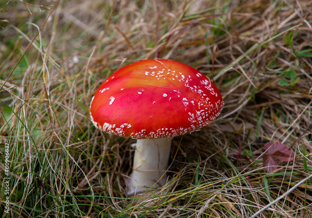 a close-up with a mushroom Amanita muscaria in the grass a close-up with a mushroom Amanita muscaria in the grass