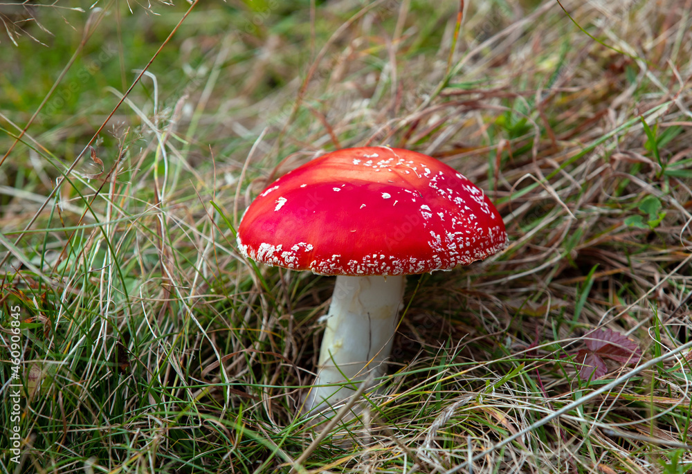 a close-up with a mushroom Amanita muscaria in the grass a close-up with a mushroom Amanita muscaria in the grass