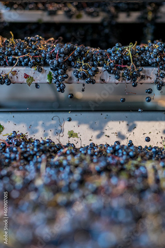 Selección de uvas para vino 