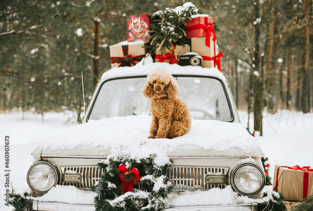 poodle dog sit on retro car decorated for Christmas with gifts among the winter forest, concept of Christmas, New Year celebration and winter holidays - obrazy, fototapety, plakaty 