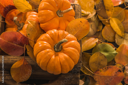 Autumn orange pumpkins  widely used for Halloween  with a background of dry and reddish leaves as well as a wooden box.