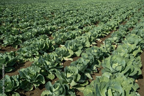 Several rows of green cabbage heads on large plantation of modern farm photo