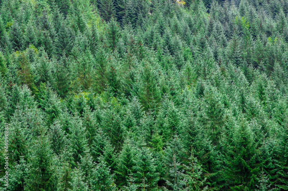 Fototapeta premium fir forest seen from above 