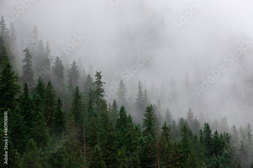Fototapeta Naklejka Na Ścianę i Meble -  landscape with the silhouettes of trees on a mountainous slope in the fog