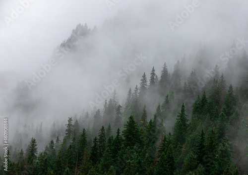 fog in a pine forest seen from above