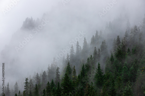a beautiful foggy landscape on the slope of the mountain with pine forest © sebi_2569