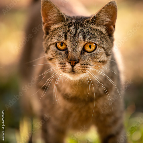 Portrait of cat looking at camera outdoors