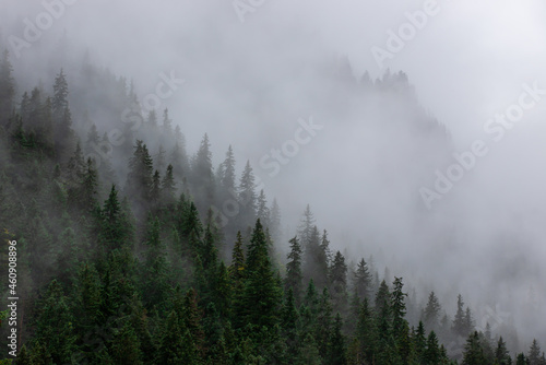 fog in a pine forest seen from above © sebi_2569