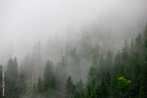 landscape with the silhouettes of trees on a mountainous slope in the fog © sebi_2569