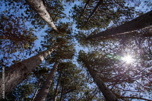 Pine trees in the canadian wilderness