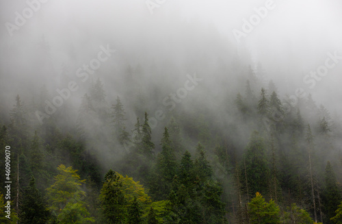 a beautiful foggy landscape on the slope of the mountain with pine forest