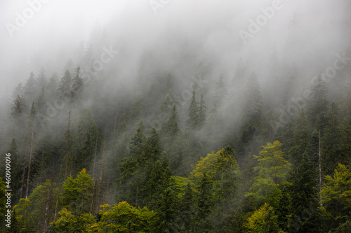 Landscape with fog over the forest