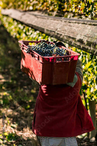 cosecha de uvas para vino malbec photo