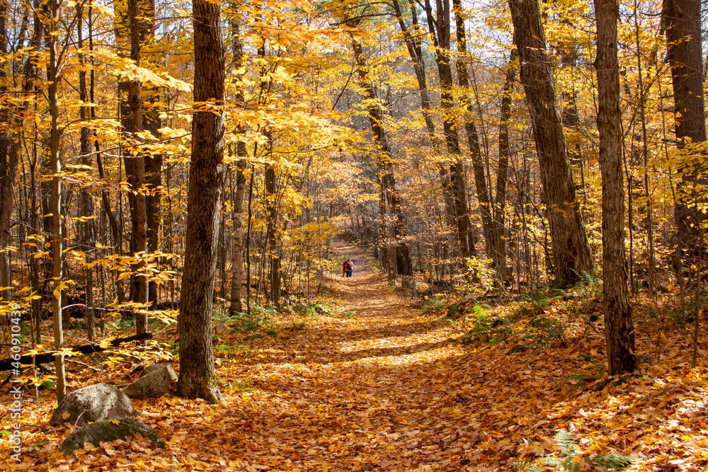 Gatineau Park, Quebec, Canada in Fall