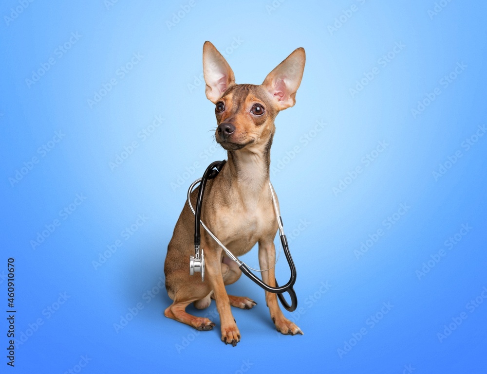 Puppy dog and stethoscope on color background. Little dog on reception in vet clinic. Puppy dog and stethoscope on color background. Little dog on reception in vet clinic.