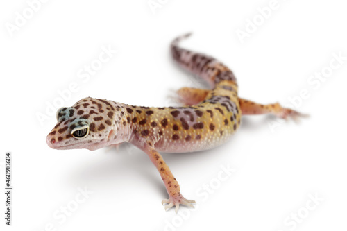 Leopard gecko or Eublepharis macularius isolated on white background with clipping path and full depth of field