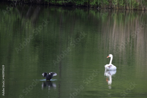 Priesendorf - Bayern - Deutschland - Vögel auf einem Teich