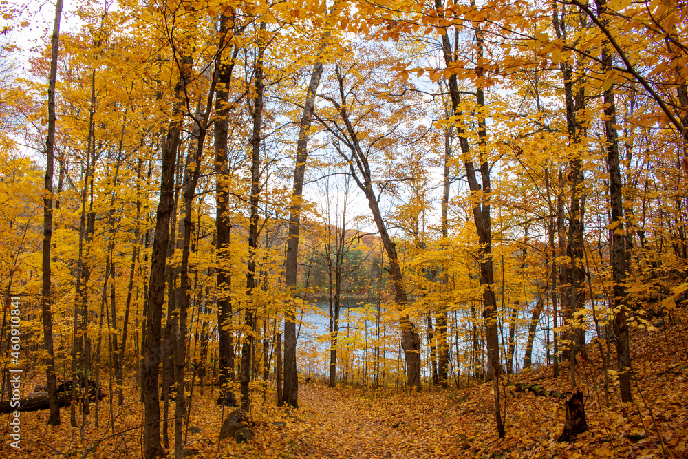 Fototapeta premium Gatineau Park, Quebec, Canada in Fall