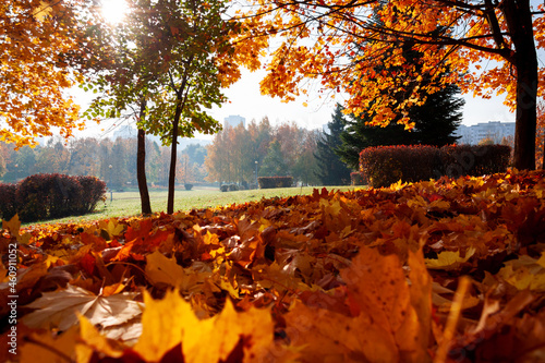 autumn in the park