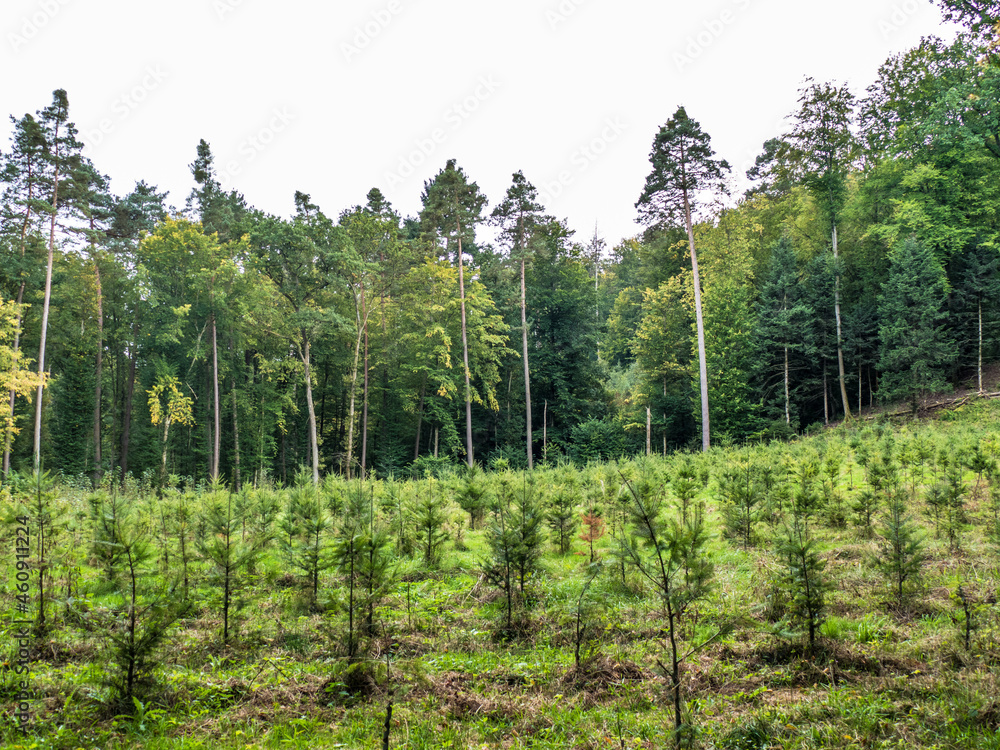 Fototapeta premium Wiederaufforstung im Mischwald 