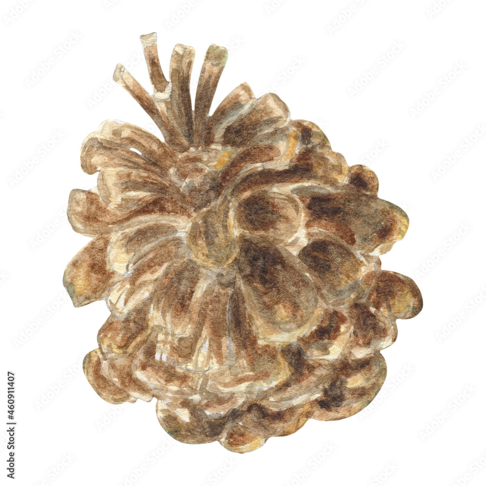 Christmas Tree Cone Isolated on White Background. Hand-Drawn Botany for Wallpaper, Banner, Textile, Postcard or Wrapping Paper Christmas Tree Cone Isolated on White Background. Hand-Drawn Botany for Wallpaper, Banner, Textile, Postcard or Wrapping Paper
