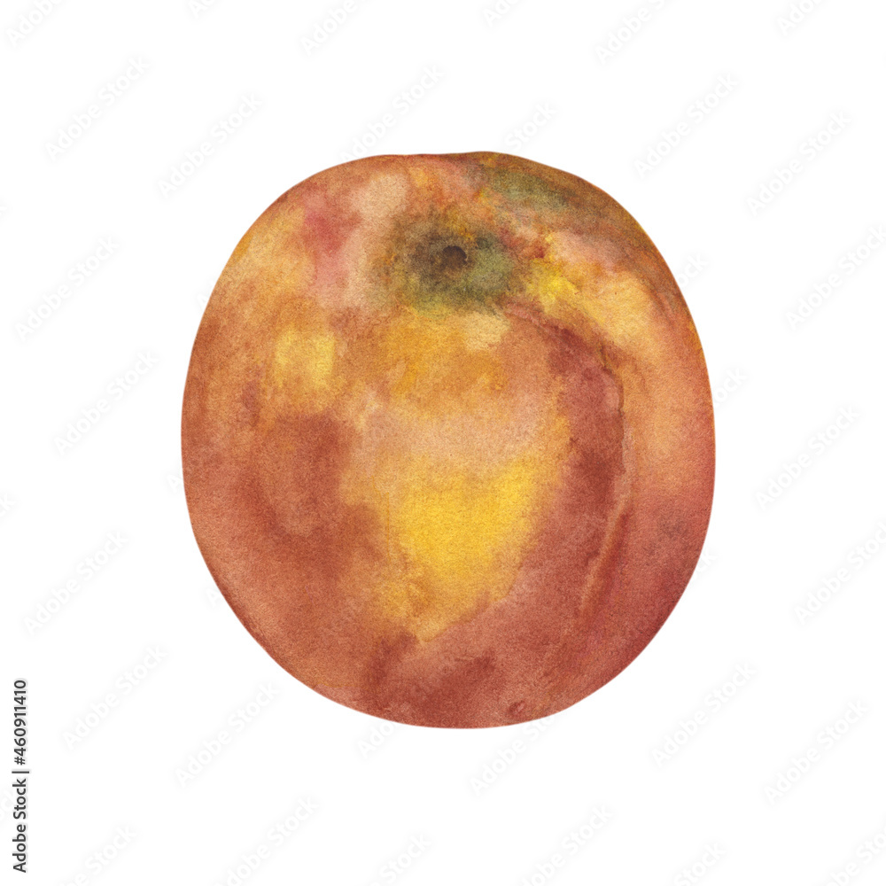 Fototapeta premium Peach Handcrafted Watercolor Illustration. Tender Botany for Wallpaper, Stickers, Banner, Textile, Postcard or Wrapping Paper