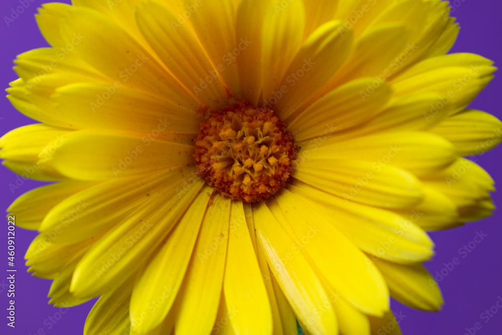 yellow flower yellow flower