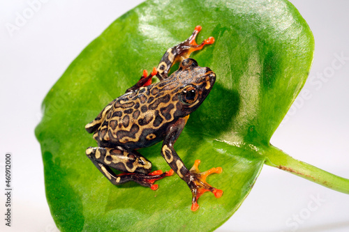 Riggenbachs Riedfrosch // Riggenbach's reed frog (Hyperolius riggenbachi) photo