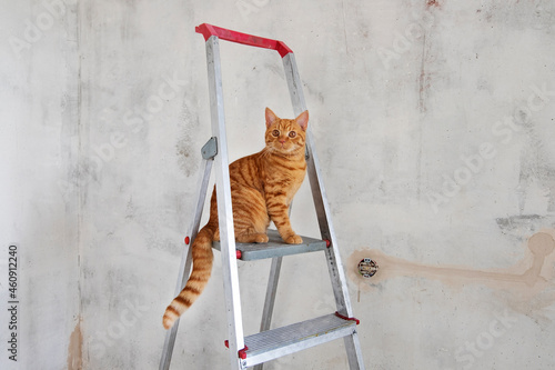 Young red tabby cat sits on top step of stepladder while renovating room and looks at camera. Renovation, Do it yourself concept. Selective focus. Copy space. photo