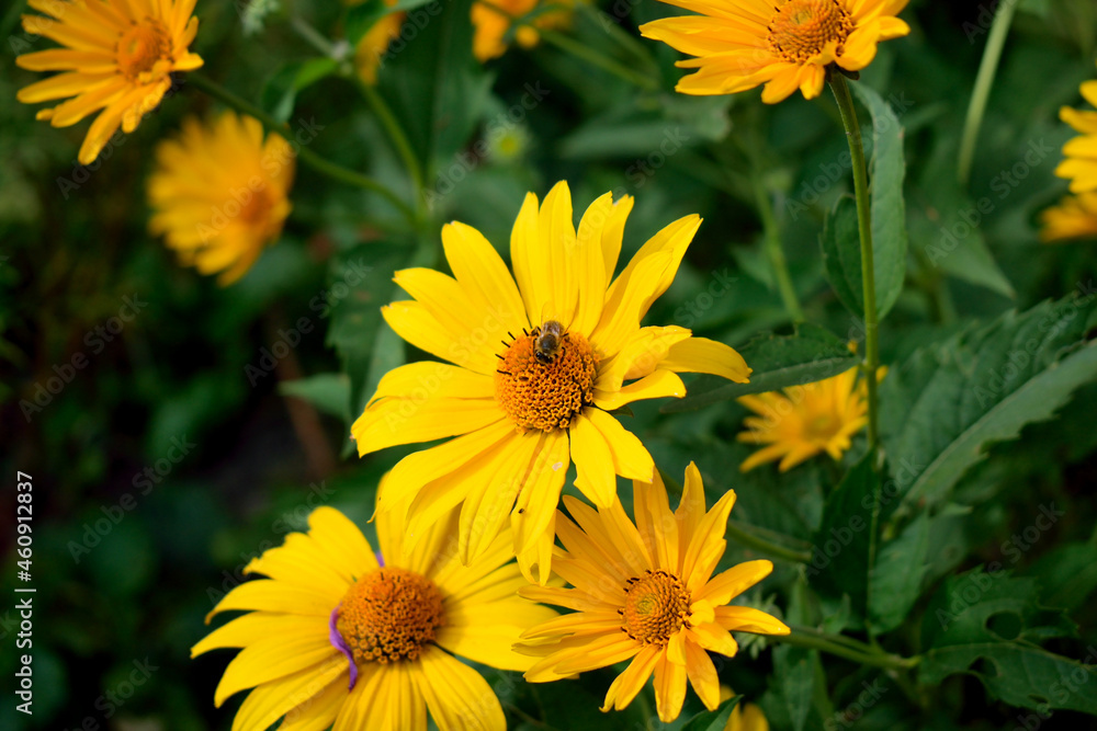 landscape, a bee collects nectar on a flower landscape, a bee collects nectar on a flower