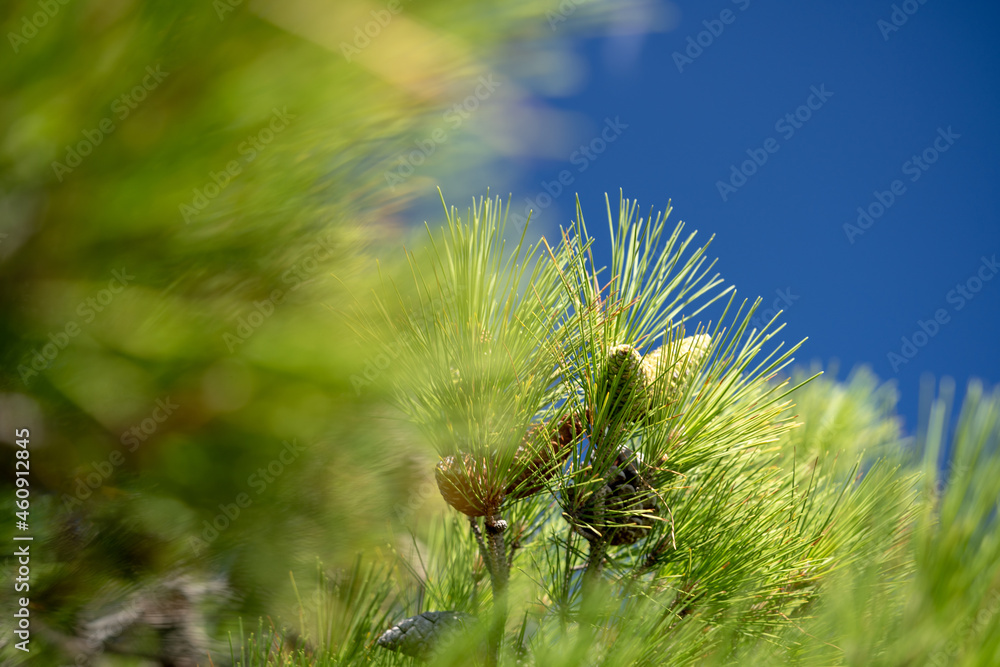 Close up photo of a green pine needle. Small pine cones at the end of the branches. Blurry pine needles in the background