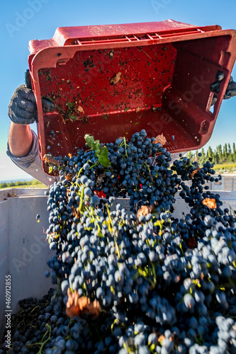 cosecha manual de uvas para vino