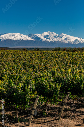 Fincas de uvas para vinos en los andes