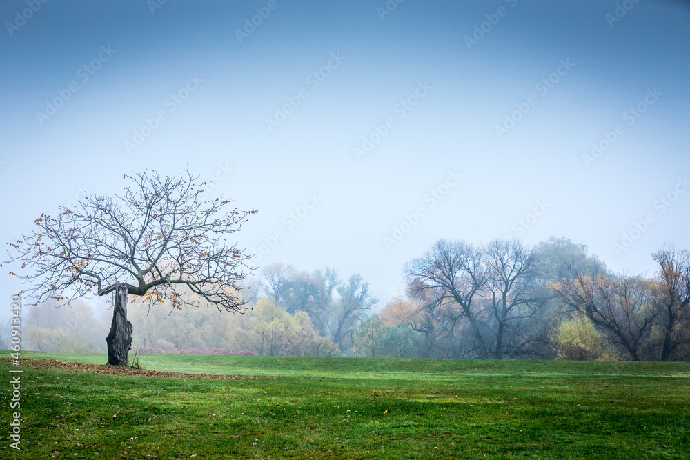 Eerie trees and branched in the fog Eerie trees and branched in the fog