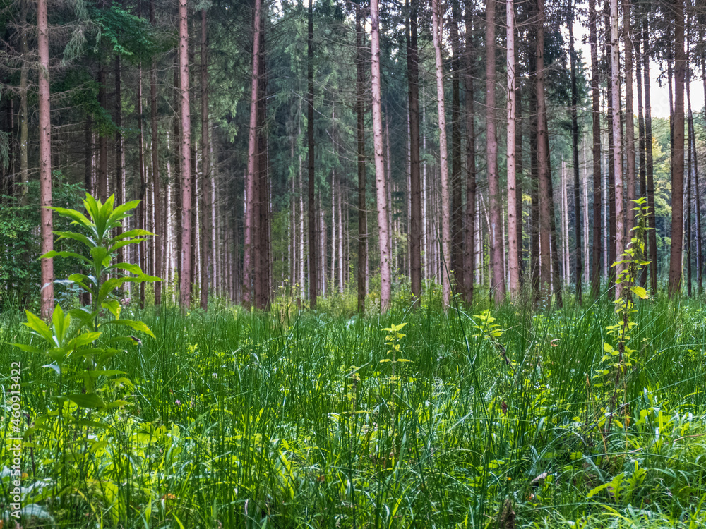 Fototapeta premium Wiederaufforstung durch Neuanpflanzung im Nadelwald
